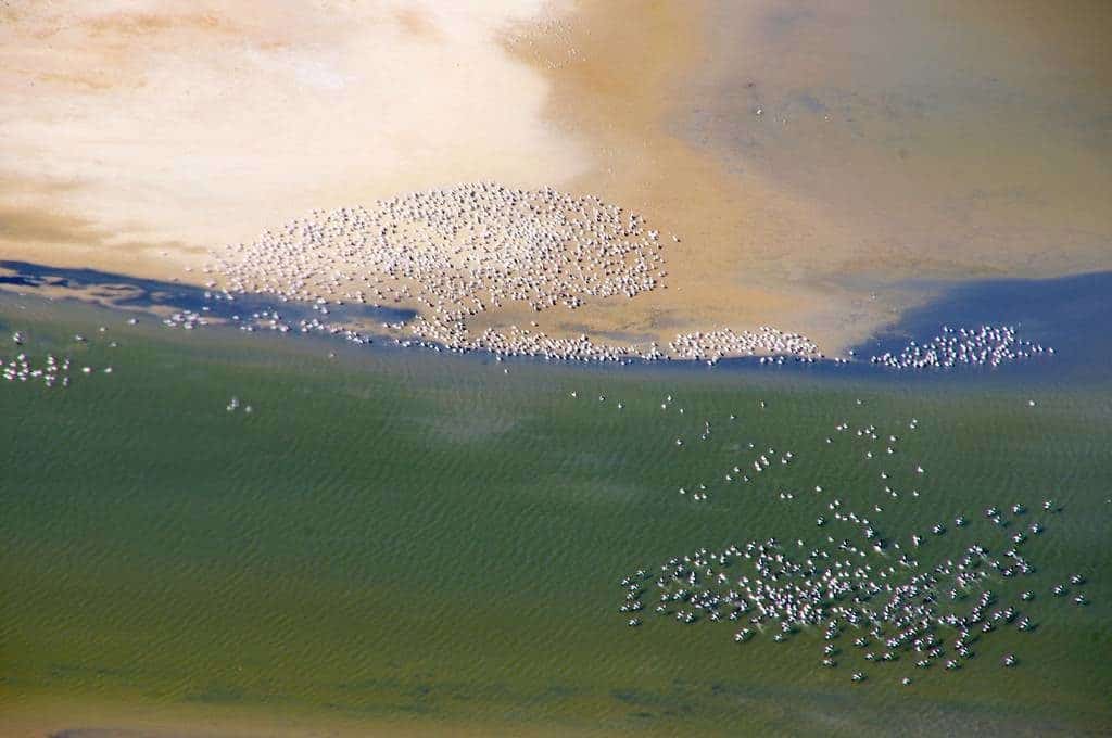 See Lake Eyre transformed with Bird Life
