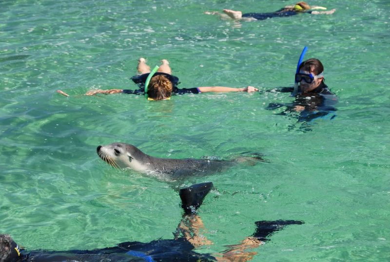 Swimming With Sea Lions At Baird Bay Kirkhope Aviation Baird Bay Swimming