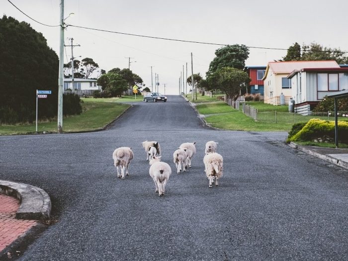 Sheep On The Road In Grassy, King Island