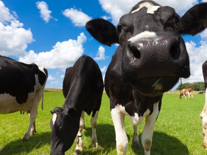 Cows At Cape Grim Woolnorth Tours