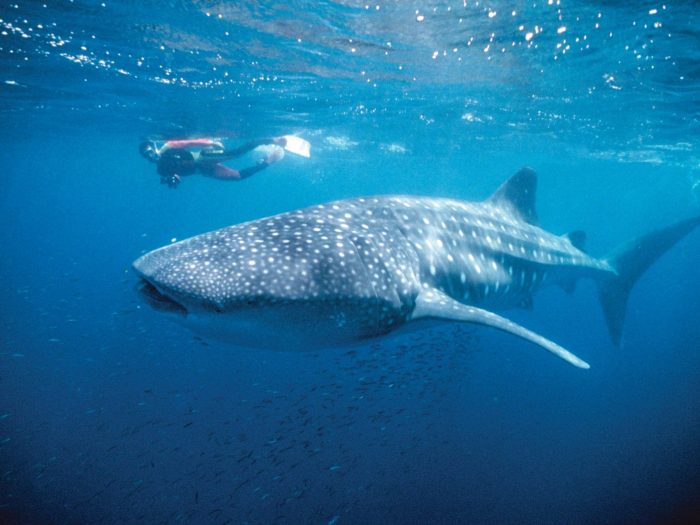 Whale Shark With Divers In The Ningaloo Marine Park