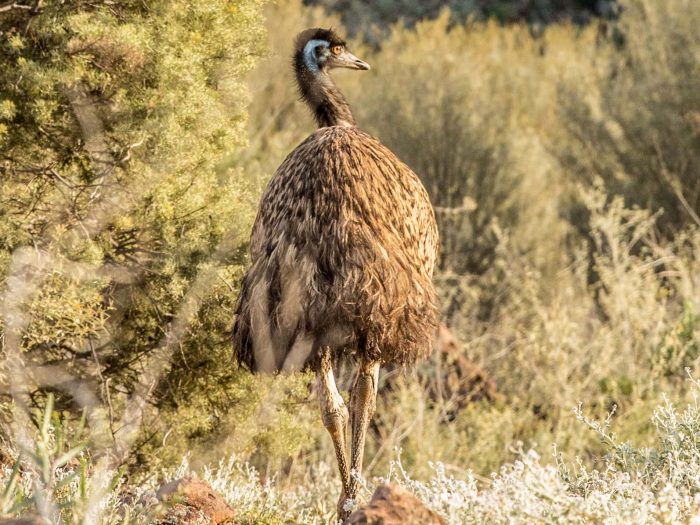 Emu, Flinders Ranges, SA