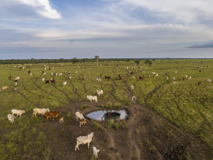 Finniss River Lodge Cattle