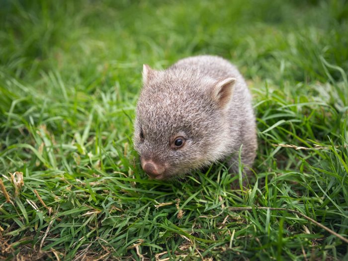 Flinders Island Wombat