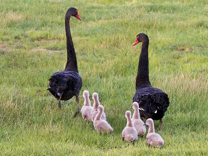 Black Swans Exceptional Kangaroo Island