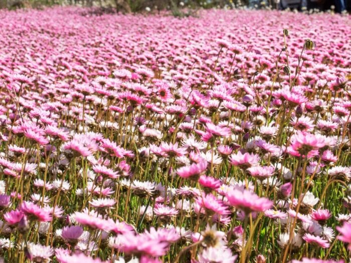 Pink Paper Daisies - Tourism WA