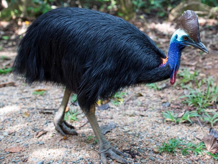 Cassowary Tourism & Events Queensland