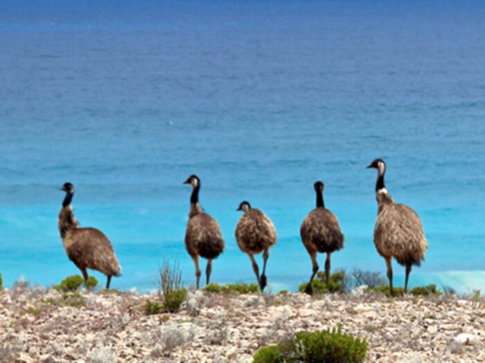 Emus At Coffin Bay Australian Coastal Safaris