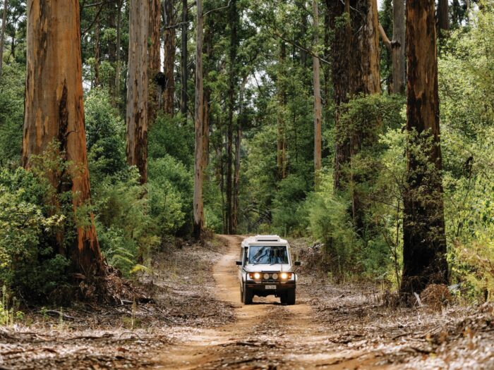 Karri Forest Tourism Aust