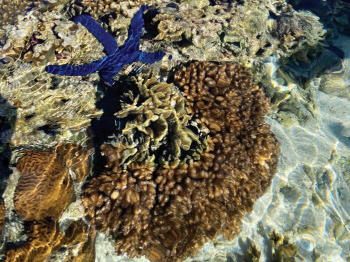 Lady Elliot Island Coral