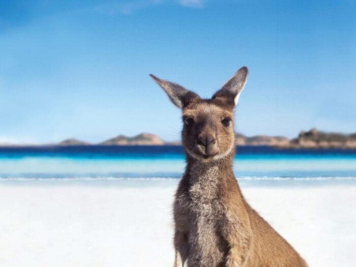 Lucky Bay Kangaroo Tourism Australia