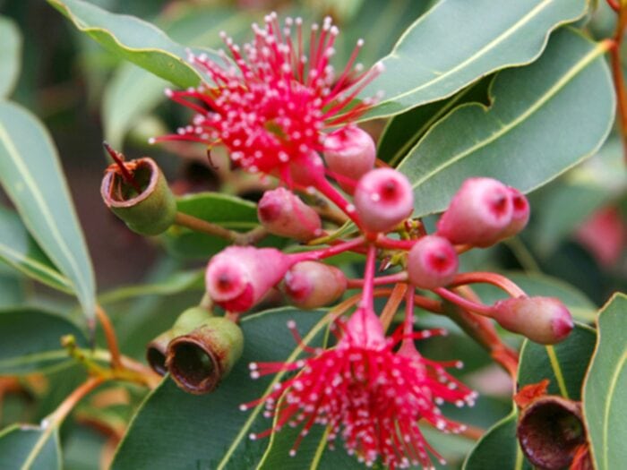 Redflower Gum Eucalyptus