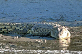 Salt Water Crocodile