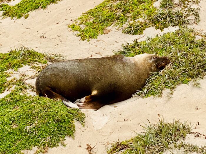 Seal Bay, Kangaroo Island