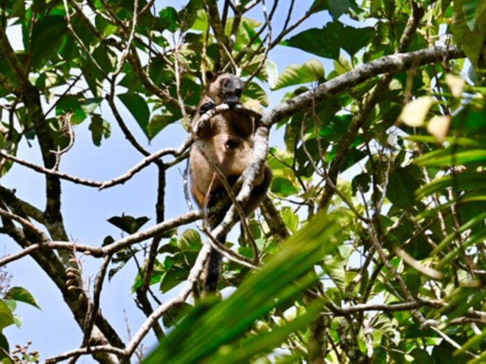 Tree Kangaroo