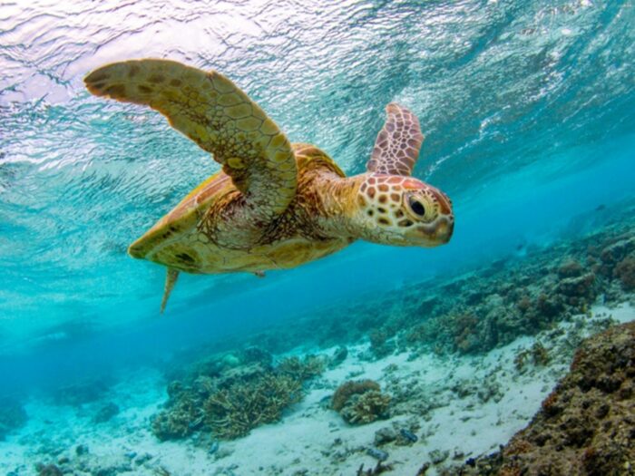 Turtle, Lady Elliot Island Jeremy Sommerville