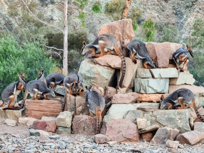 Yellow Footed Rock Wallaby, Arkaroola