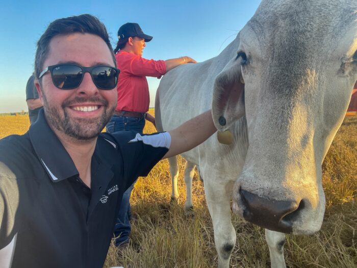 Finniss River Cattle