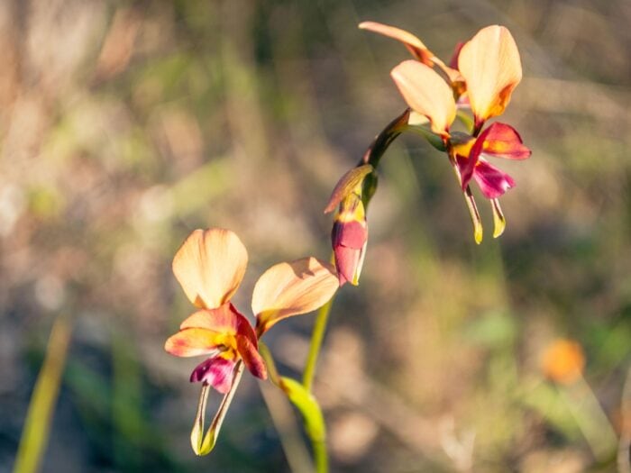 Common Donkey Orchid, Yallingup