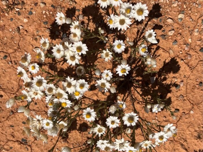 Desert Zinnia Sarah Brockhoff