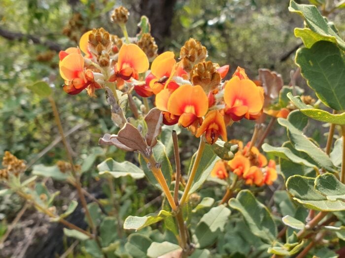 Heart Leaved Bitter Pea, Two Peoples Bay Colleen Farr