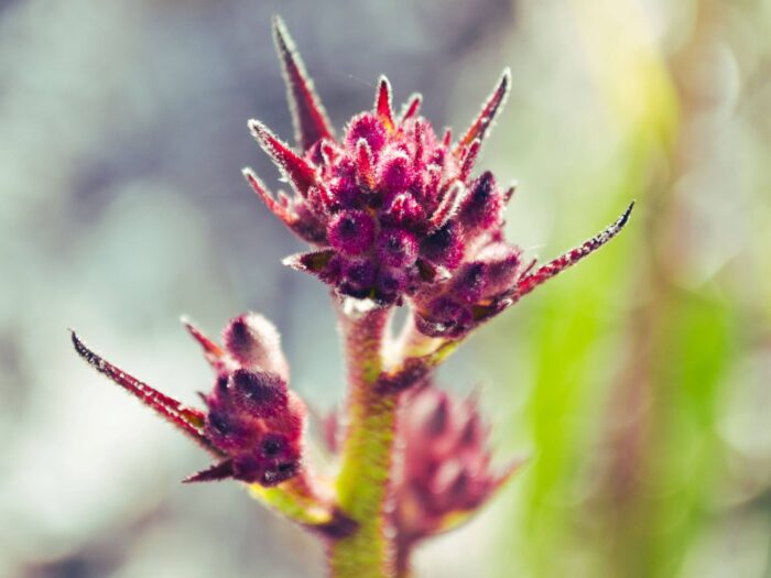 Kangaroo Paw, Mount Clarence, Albany