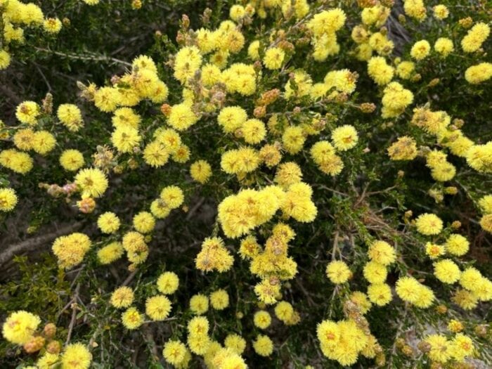 Kangaroo Thorn, Cape Le Grand