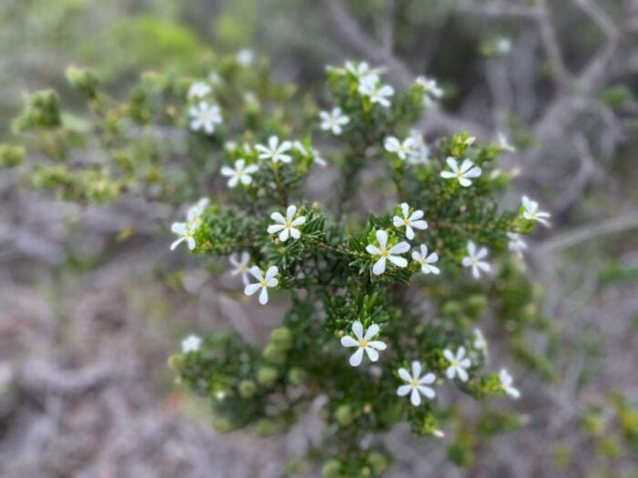 Wedding Bush, Cape Le Grand