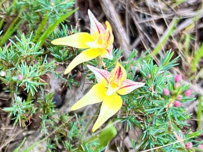 Yellow Spider Orchid, Albany Sarah Brockhoff