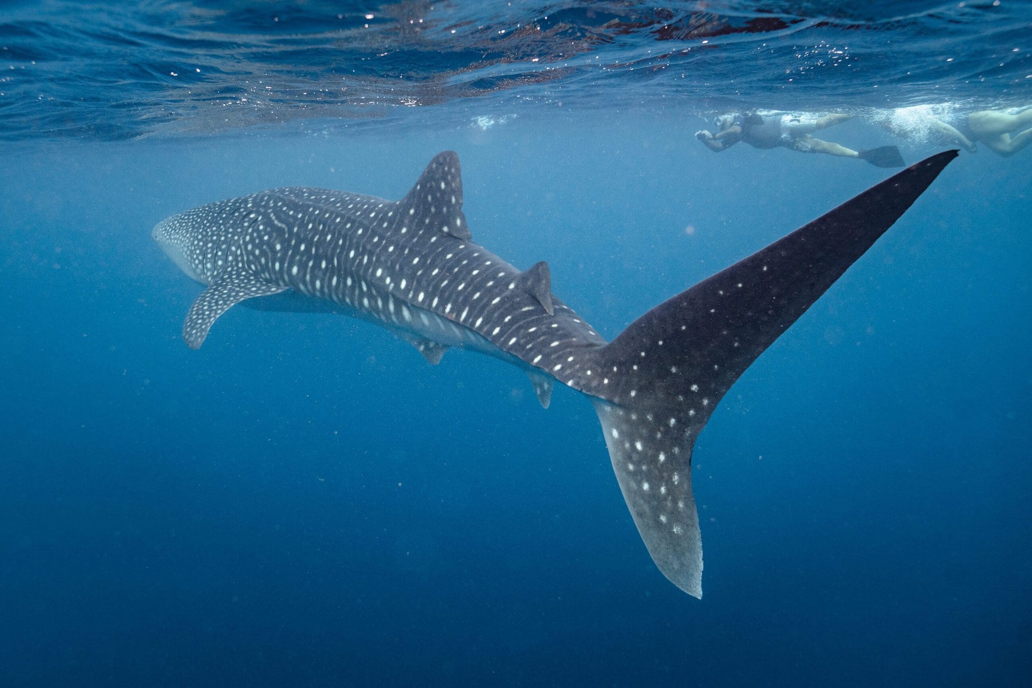 Ningaloo Reef whale shark