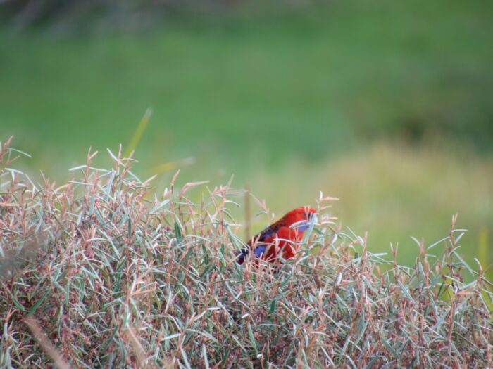 Royal Mail Visitor Crimson Rosella 