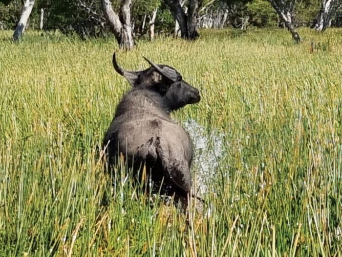 Buffalo At Bamurru