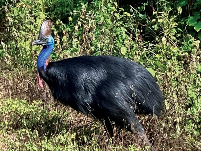 Cassowary