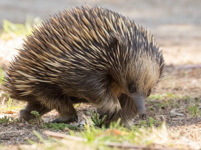 Echidna Martin Maderthaner, Echidna Walkabout
