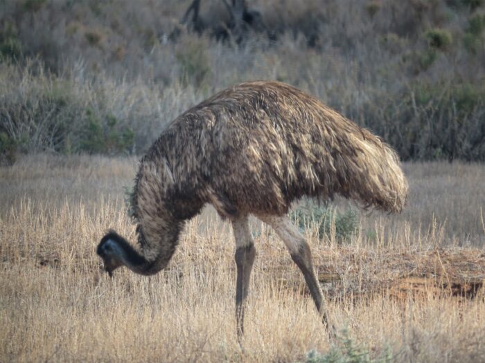 Emu