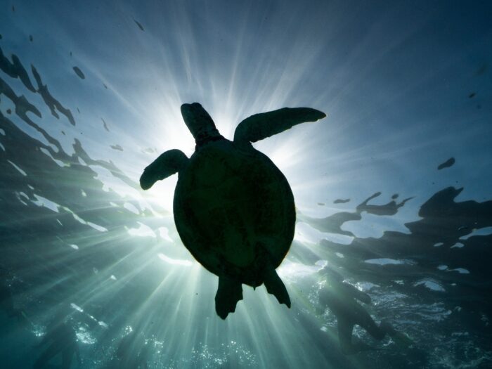 Green Turtle, Ningaloo Reef
