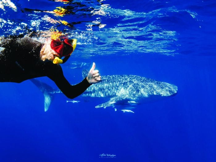 H Swimming With Whale Sharks At Ningaloo