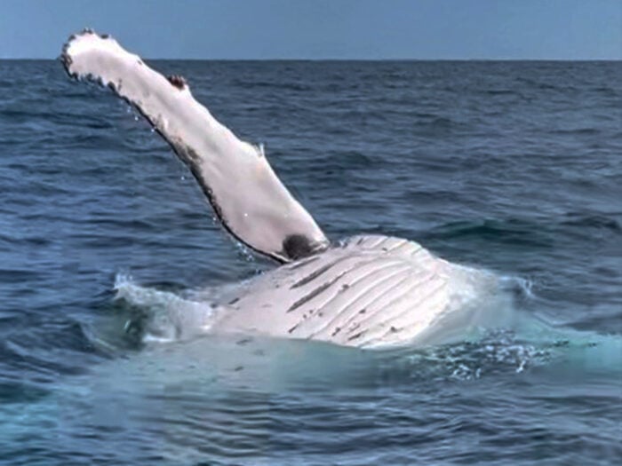Humpback Whale
