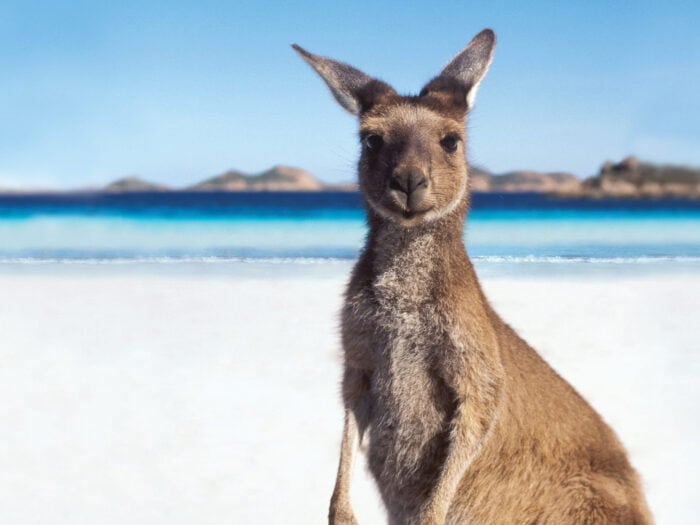 Kangaroo, Lucky Bay Tourism Australia