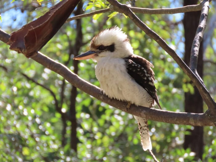 Kookaburra