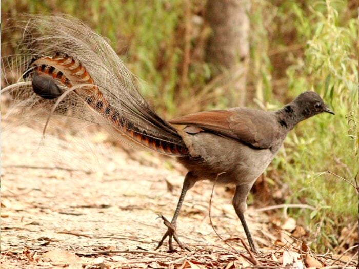 Lyrebird Roger Smith, Echidna Walkabout