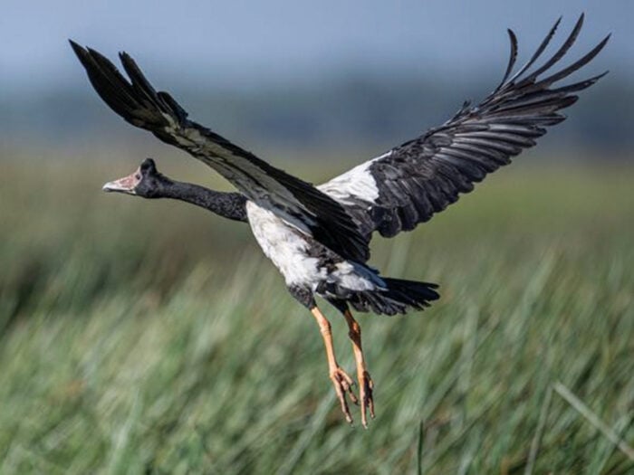 Magpie Goose Bamurru