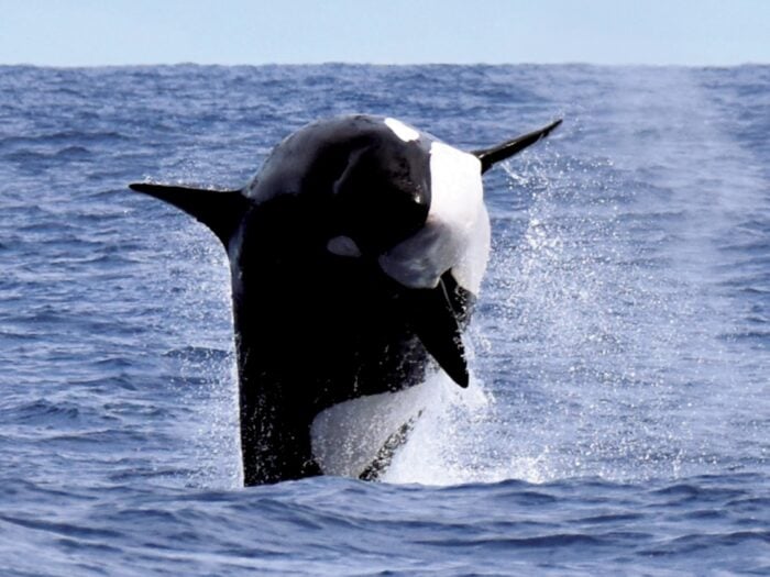 Orca