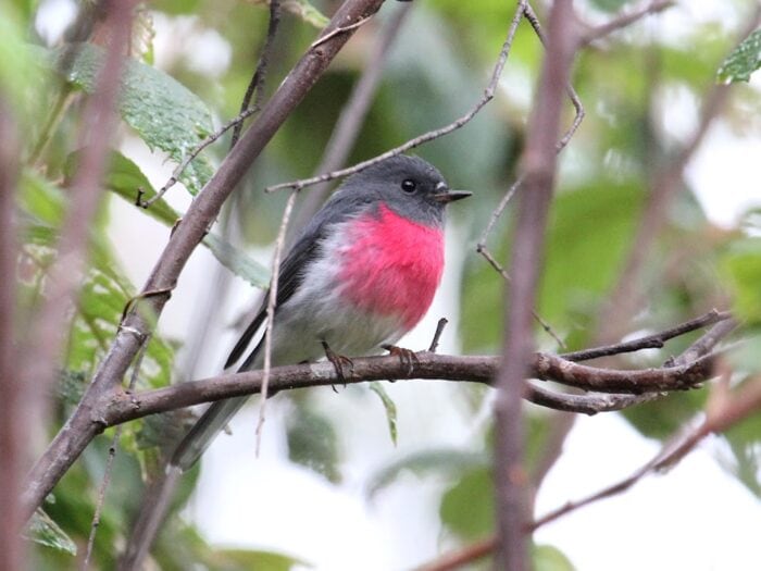 Rose Robin
