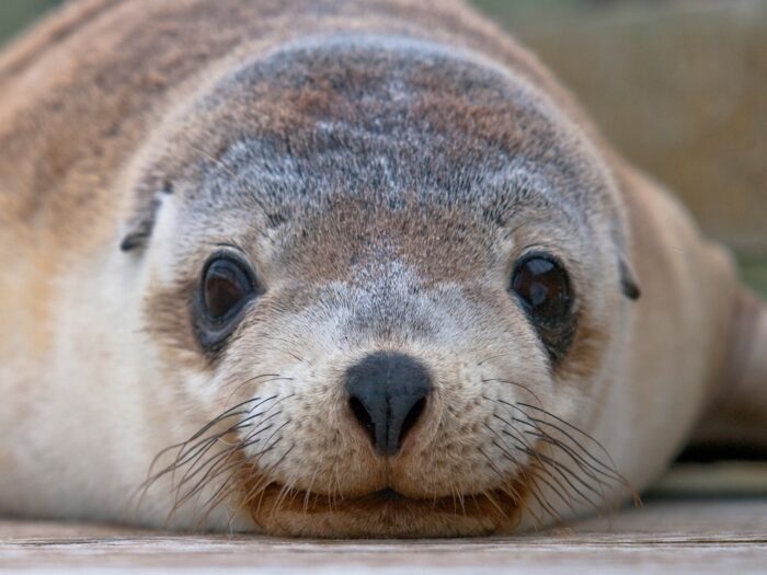 Seal Bay, Kangaroo Island