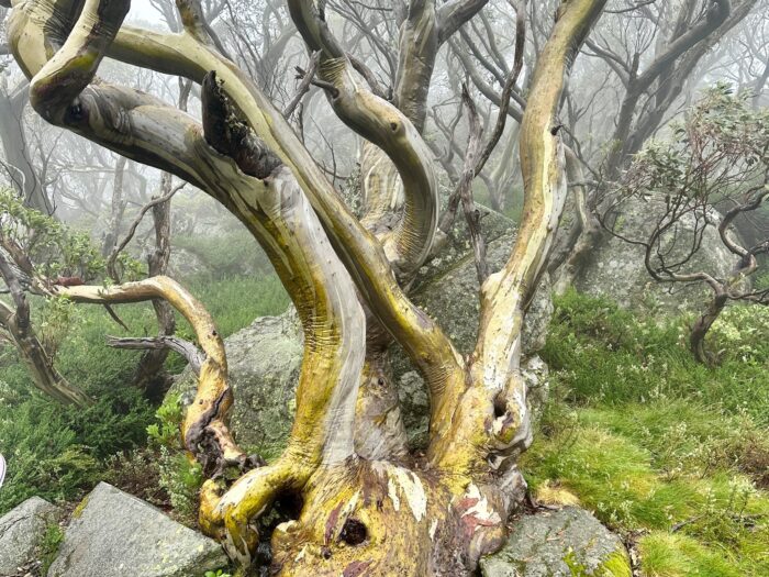 Snow Gum