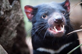 Tasmanian Devil Sarcophilus Harrisii Bonorong Wildlife Park