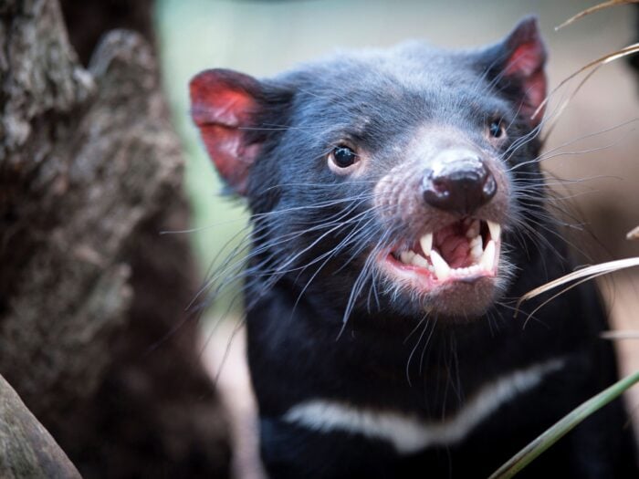 Tasmanian Devil Sarcophilus Harrisii Bonorong Wildlife Park