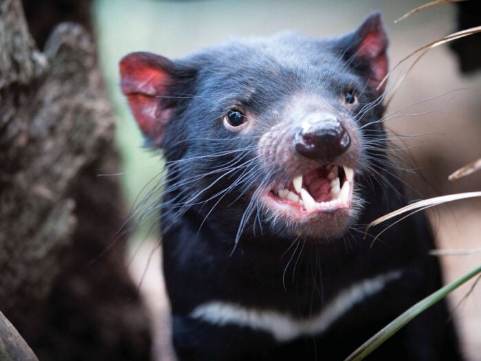 Tasmanian Devil, Tourism Tasmania