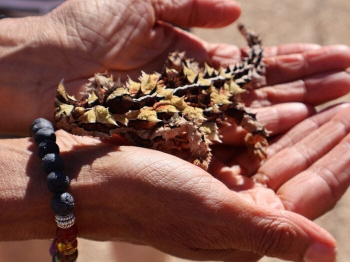 Thorny Devil